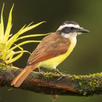 Great Kiskadee